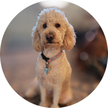 Cream colored Goldendoodle sitting.