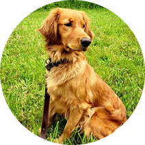 Female golden retriever sitting in the grass.