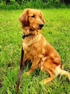 Female Golden Retriever sitting in a field of grass.