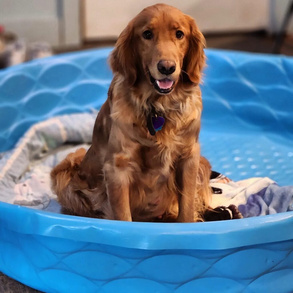 Pregnant Golden Retriever dog sitting in an empty pool and smiling.