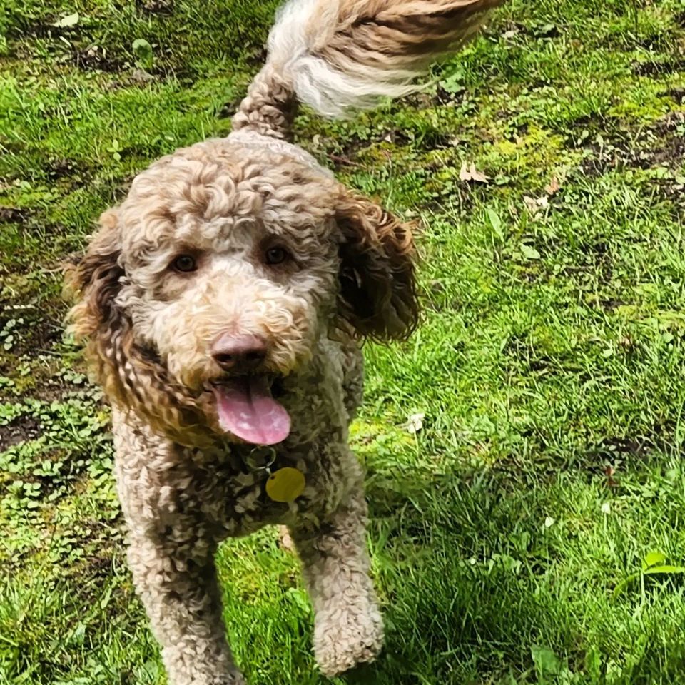 Female light brown Goldendoodle in the grass.
