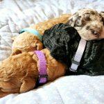 Sleeping Goldendoodle puppies