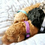 Goldendoodle puppies sleeping on a bed.