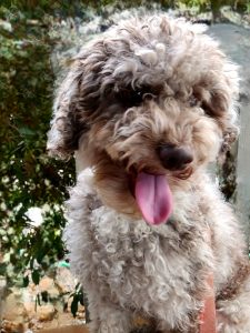 Goldendoodle male dog with his tongue sticking out.