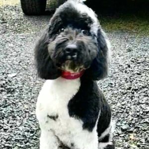 Captain Henri a beautiful black and white Goldendoodle dog.