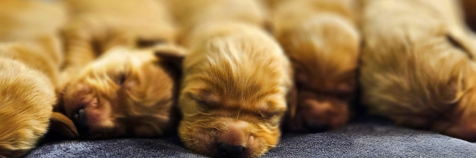 Row of sleeping Golden Retriever puppies on a dark blue blanket.